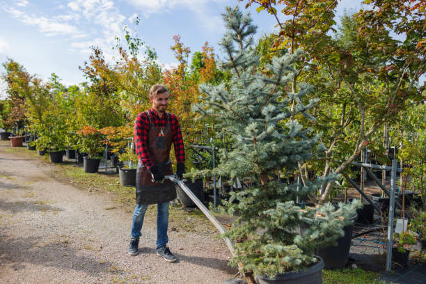 Trusted Pacific, WA Tree Removal and Landscaping Services Experts